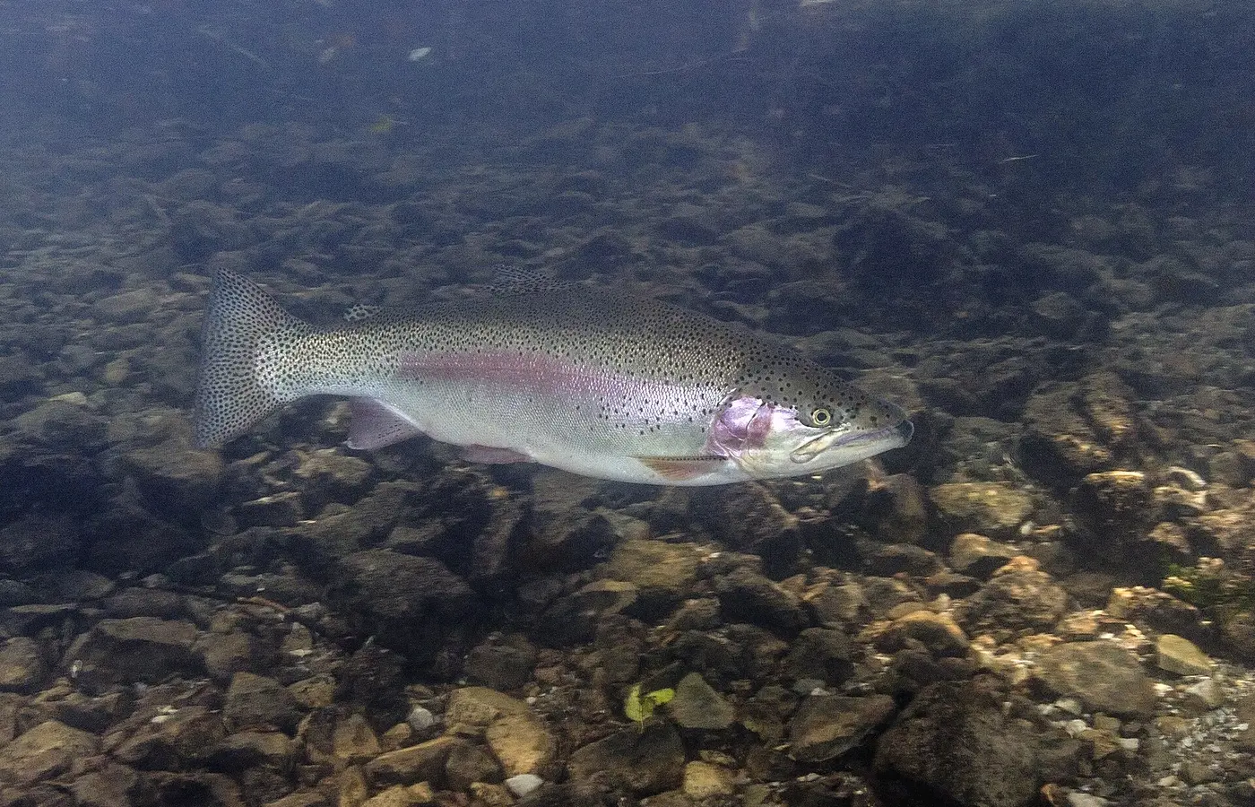 BigAkwa